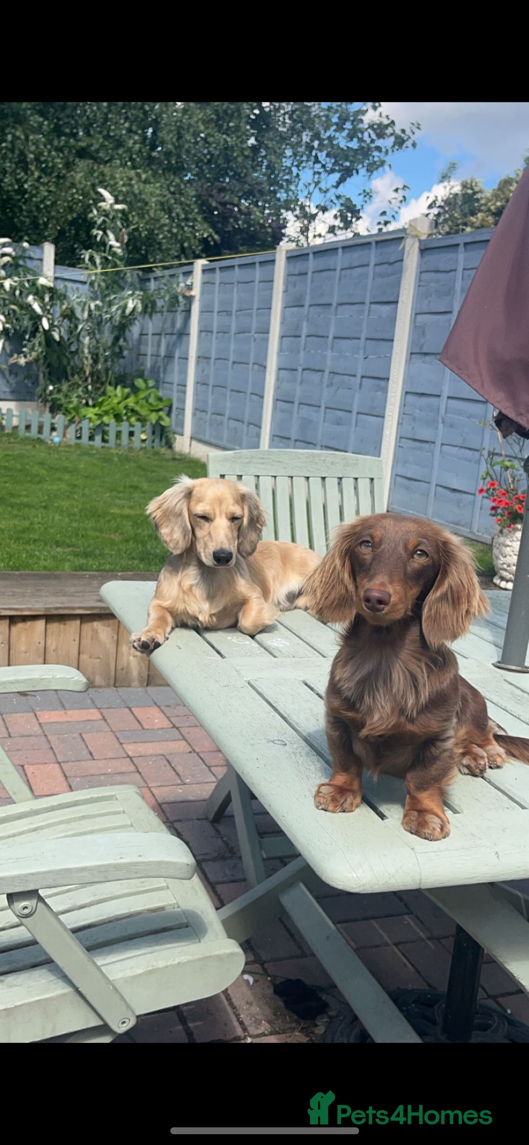 Miniature Dachshund dogs for sale: Mini long hair dachshund pups - Advert 8