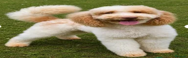 Miniature Poodle 1