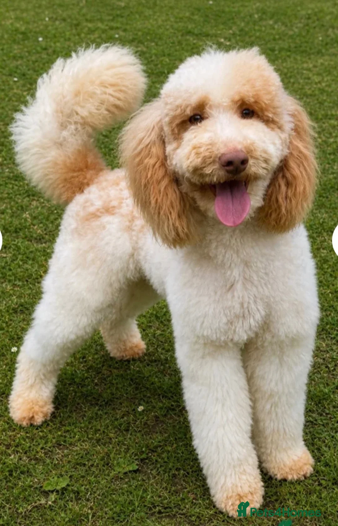 Miniature Poodle dogs for sale: Beautiful Adult Male - Advert 6