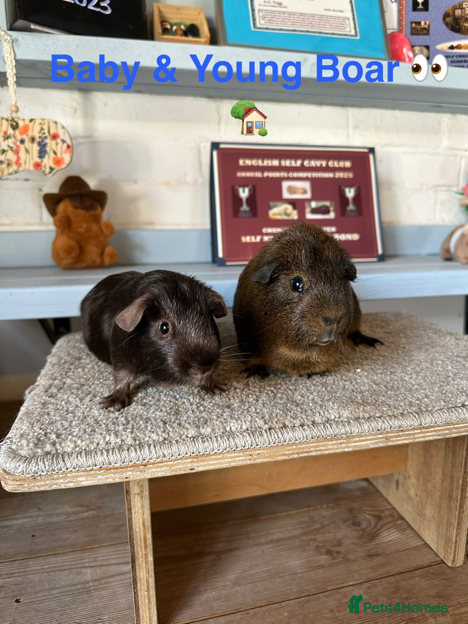 Guinea Pig rodents Lots of Guinea Pig Ready to pick and Choose From - Advert 1