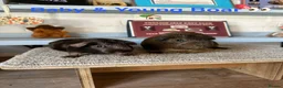 Guinea Pig rodents for sale: Lots of Guinea Pig Ready to pick and Choose From - Advert 4