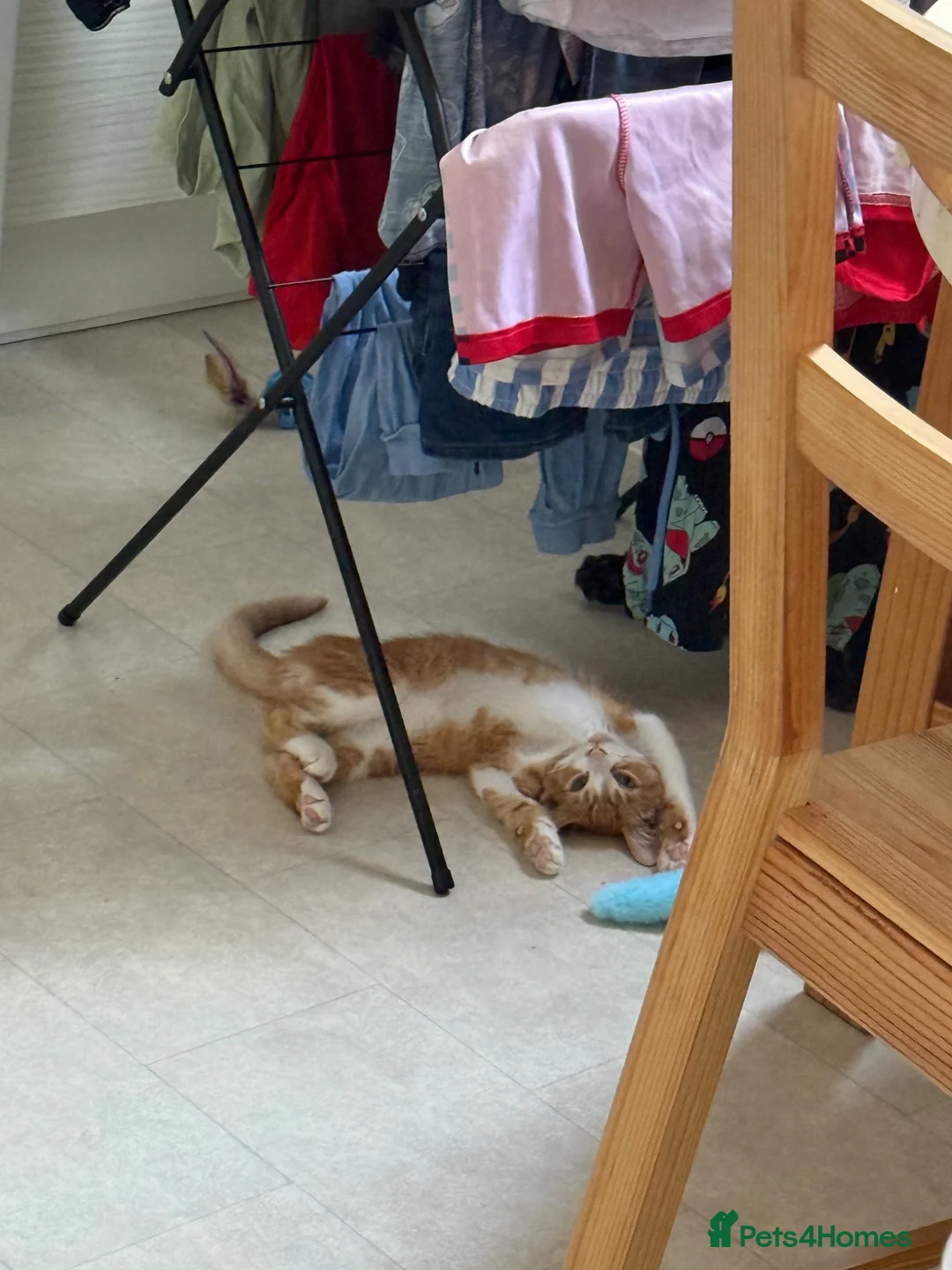 Domestic Shorthair cats for sale: Beautiful Family Friendly Kitten For A New Home - Advert 9