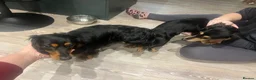 Miniature Dachshund dogs for stud: 🔥Proven KC Registered Miniature Dachshund Stud🔥  - Advert 3