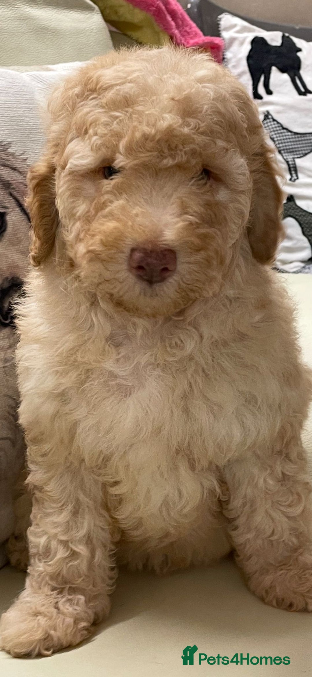 Cockapoo dogs for sale: Stunning Double Doodles  - Advert 6
