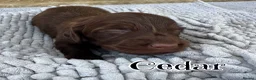 Miniature Dachshund dogs for sale: Gorgeous Long Haired Miniature Dachshund Puppies - Advert 5