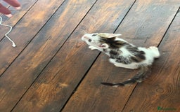 Bengal cats for sale: Begal X Turkish Van kitten  - Image 4
