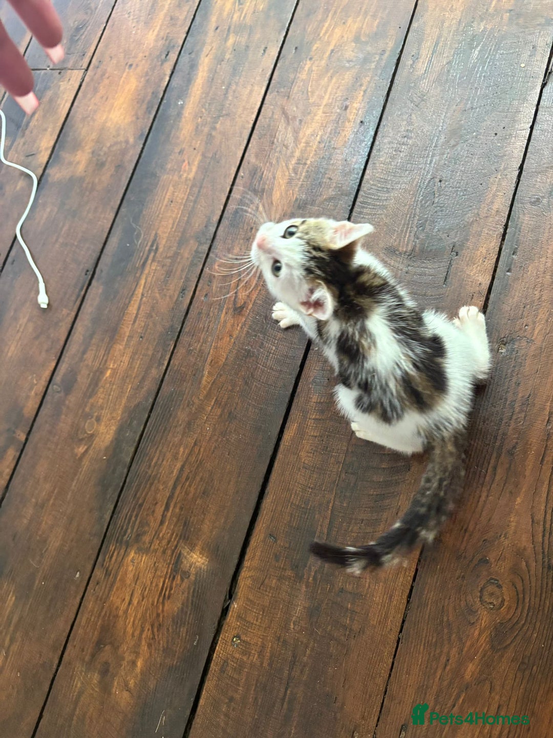 Bengal cats for sale: Begal X Turkish Van kitten  - Image 4