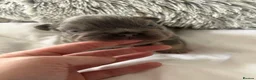 French Bulldog dogs for sale: New shade fluffy French bulldog  - Advert 6