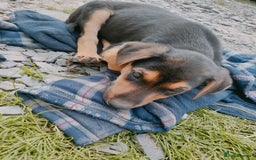 Huntaway dogs for sale: Male Huntaway Pups  - Image 8