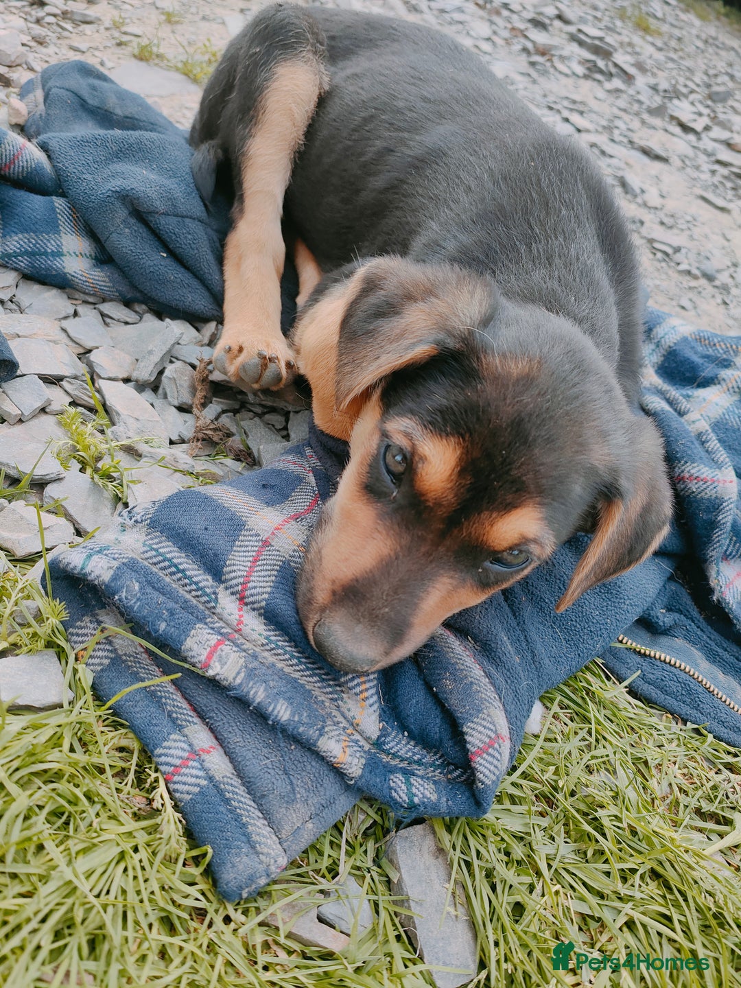 Huntaway dogs for sale: Male Huntaway Pups  - Image 8