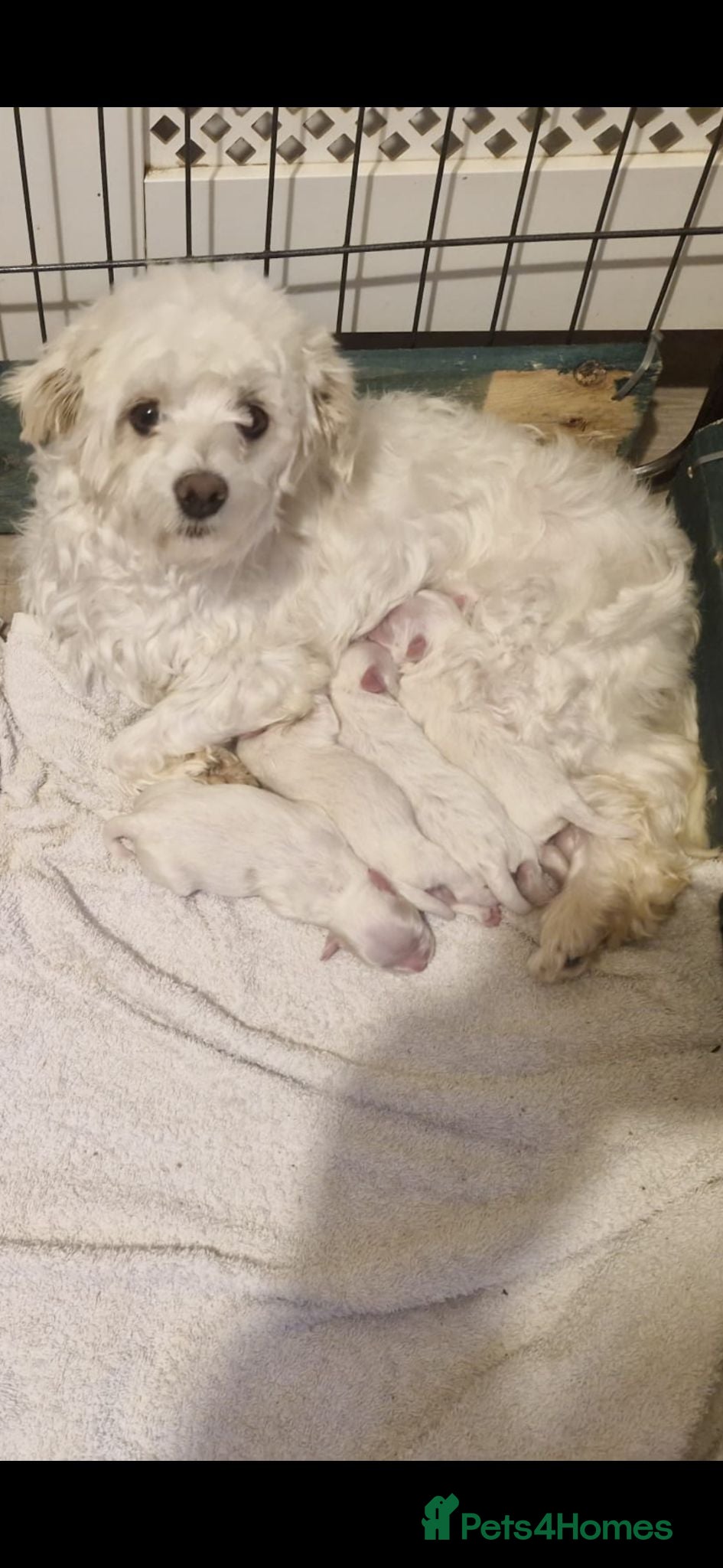 Maltese dogs Maltese puppies - Advert 1