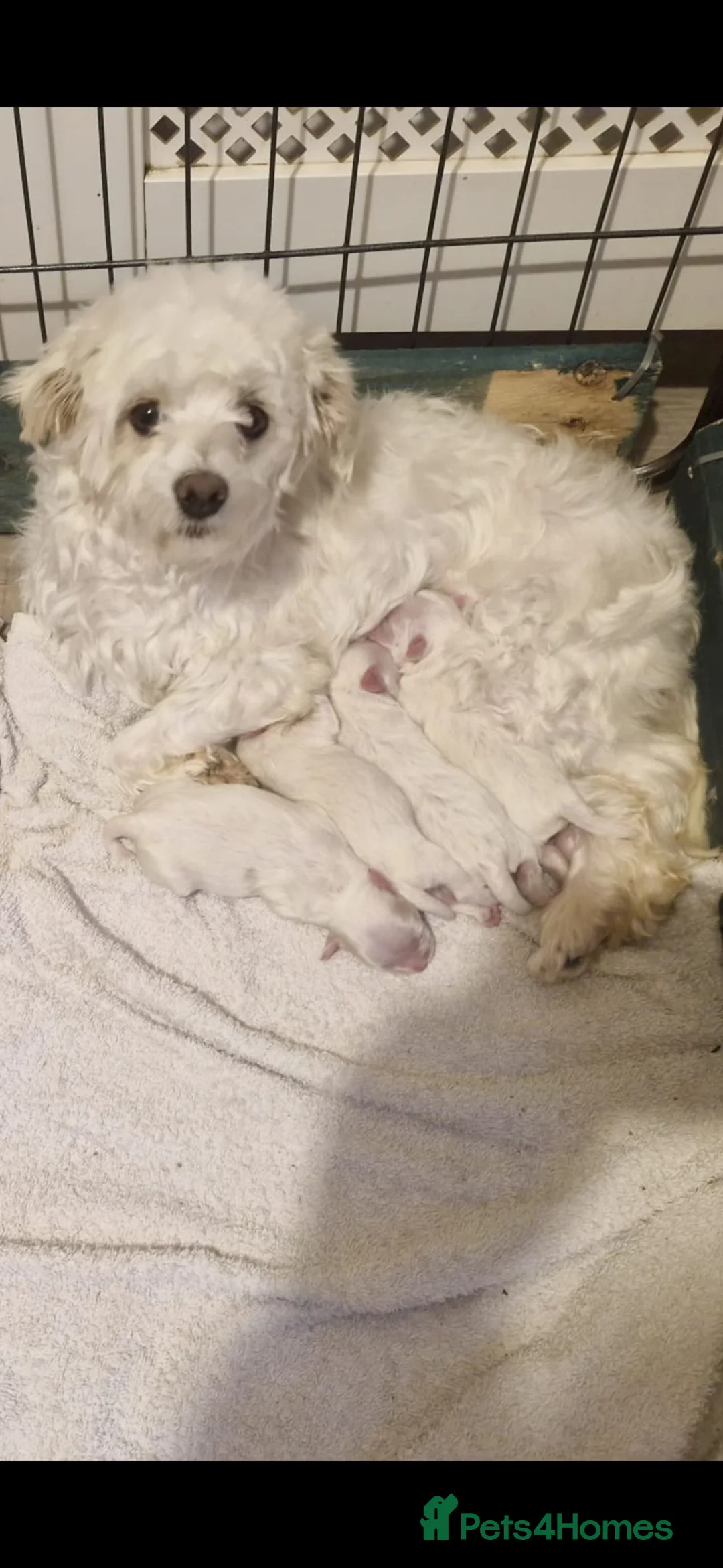 Maltese dogs for sale: Maltese puppies - Advert 1