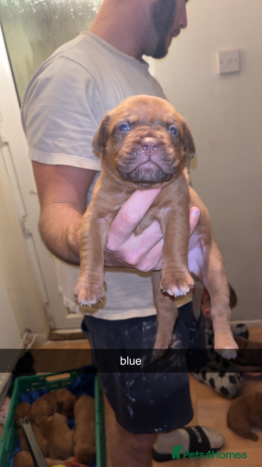 Dogue De Bordeaux dogs for sale: Dogue De Bordeaux Puppies For Sale - Advert 4