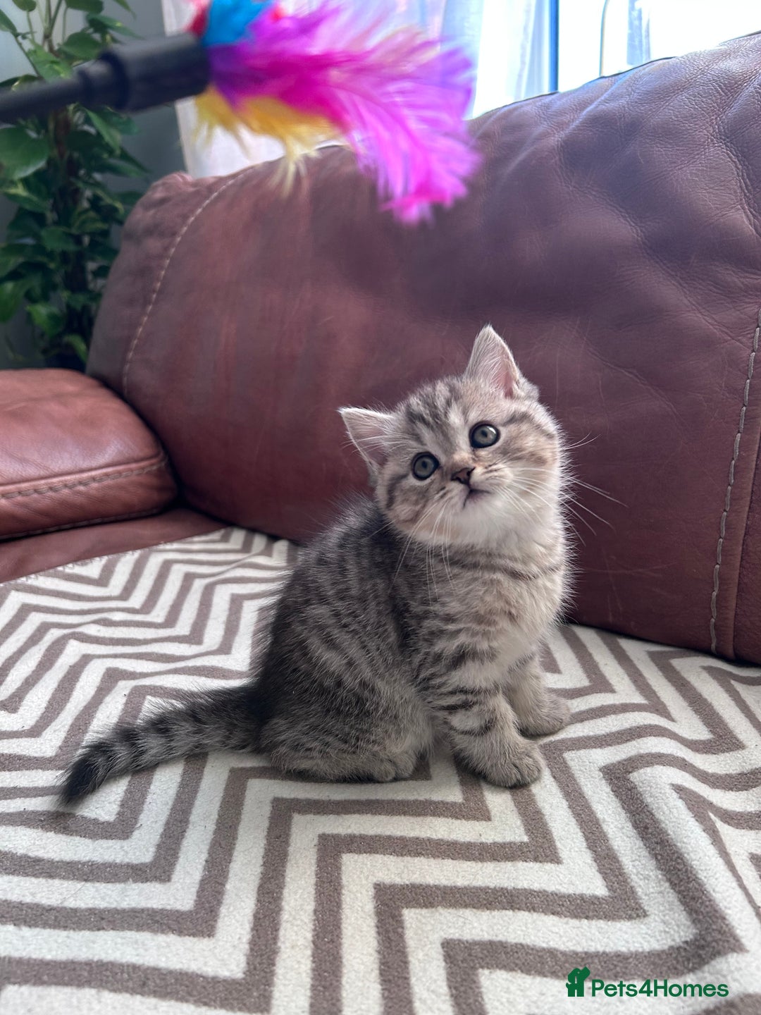Scottish Fold cats for sale: Little buddies looking for home - Advert 14
