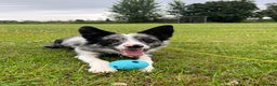 Border Collie dogs for sale: Merle border collie male  - Advert 2