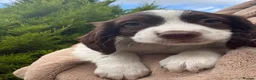 Sprocker dogs for sale: Beautiful F1 Sprocker Puppies  - Advert 35