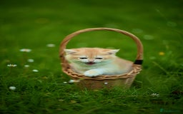 British Shorthair cats for sale: 🔥Exceptional GCCF pedigree golden BSH - Image 30