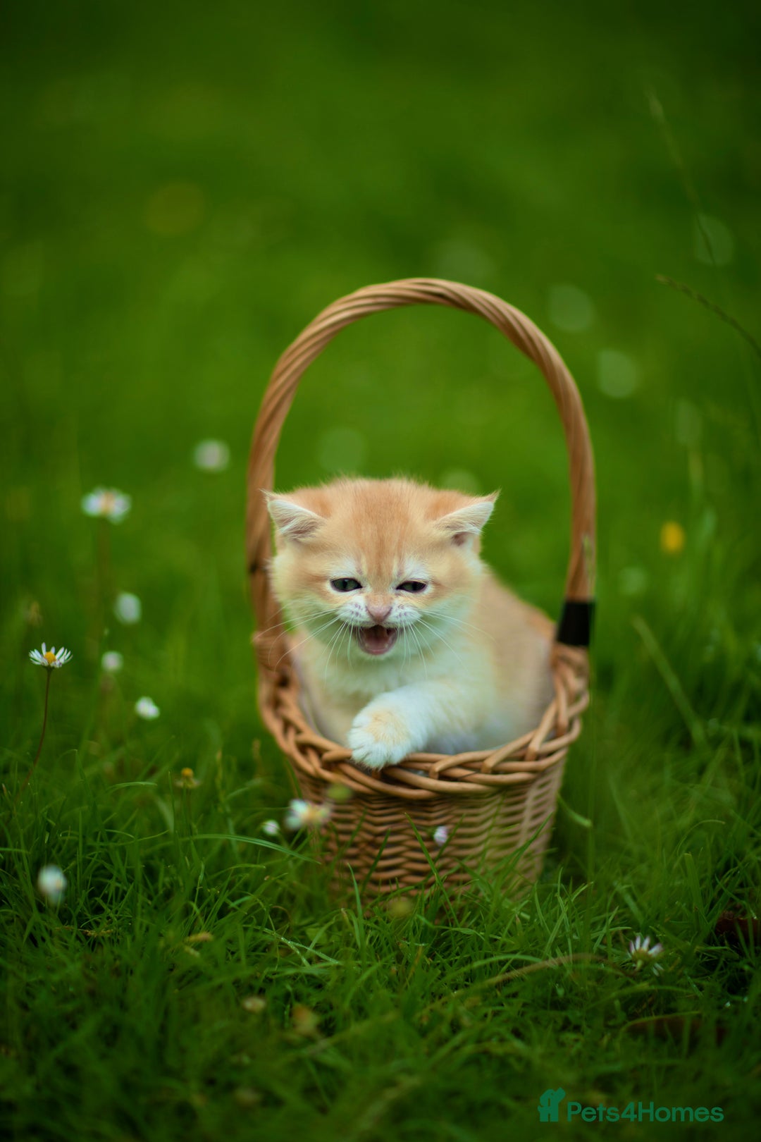 British Shorthair cats for sale: 🔥Exceptional GCCF pedigree golden BSH - Image 30