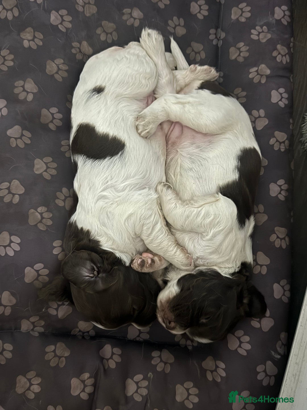 English Springer Spaniel dogs for sale: English Springer Spaniel Puppies - Advert 15
