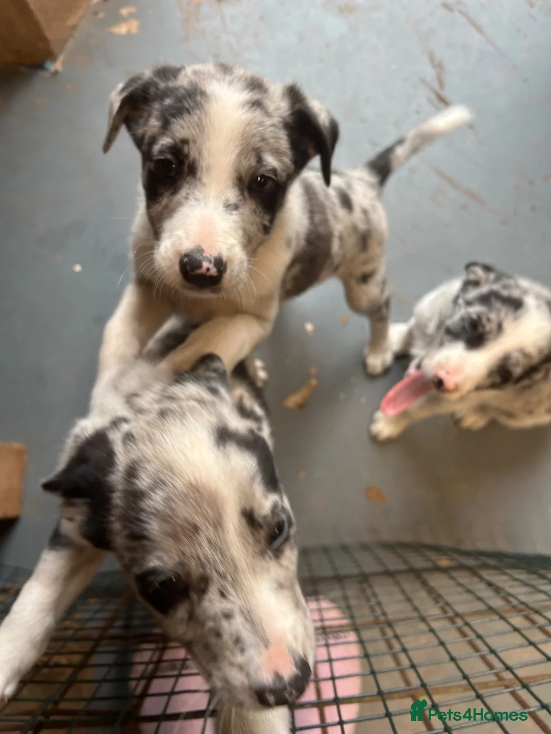 Border Collie dogs for sale: Beautiful Blue Merle Collie Puppies  - Advert 2