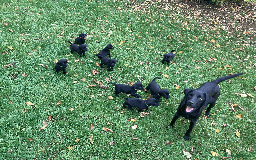 Labrador Retriever dogs for sale: 4x Black Dog Labrador Puppies - Image 1