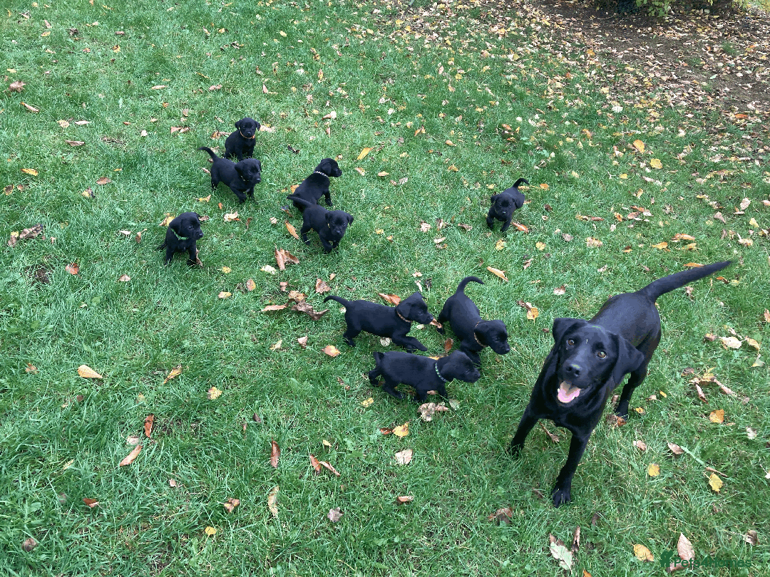 Labrador Retriever dogs for sale: 4x Black Dog Labrador Puppies - Image 1