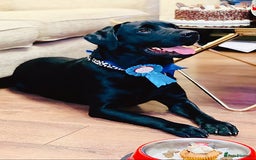 Labrador Retriever dogs for stud: Handsome KC registered Labrador Retriever for stud in Bolton - Image 3