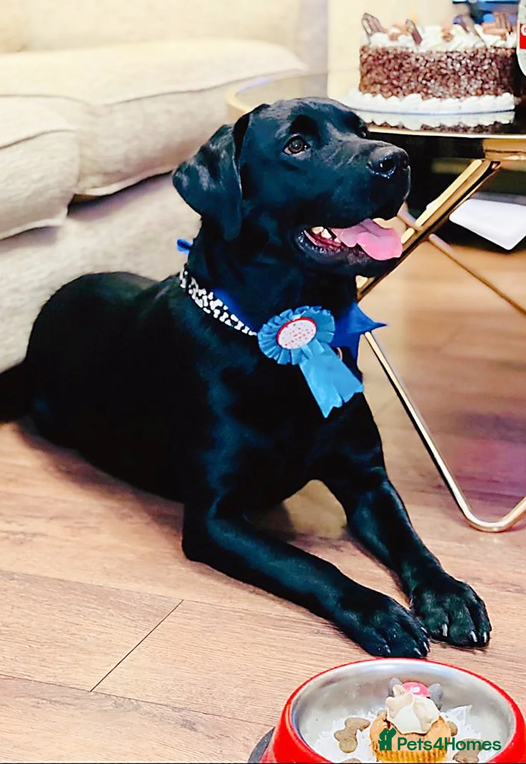 Labrador Retriever dogs for stud: Handsome KC registered Labrador Retriever for stud in Bolton - Advert 3