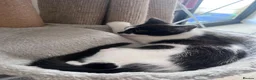 Mixed Breed cats for sale: Kittens for sale  in Welwyn Garden City - Advert 4