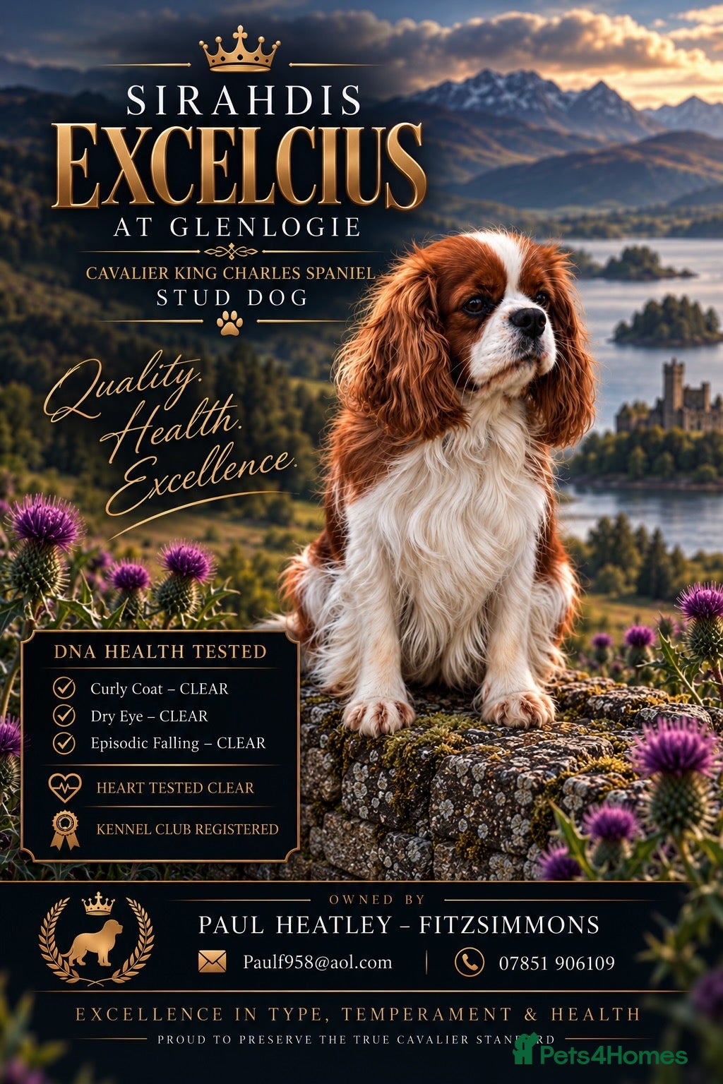 Cavalier King Charles Spaniel dogs for sale: Top Quality Cavalier Puppies  - Advert 2