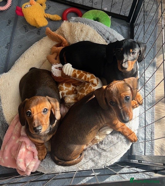 Miniature Dachshund dogs Ready Now! Happy and healthy puppies - Advert 2