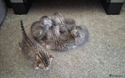British Shorthair cats for sale: 2 female 4 male kittens  - Image 10