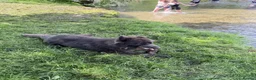 German Shepherd dogs for stud: Shadow solid blue german shepherd  - Advert 14