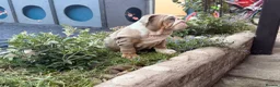 English Bulldog dogs for sale: Rare mini english bulldogs  - Advert 14