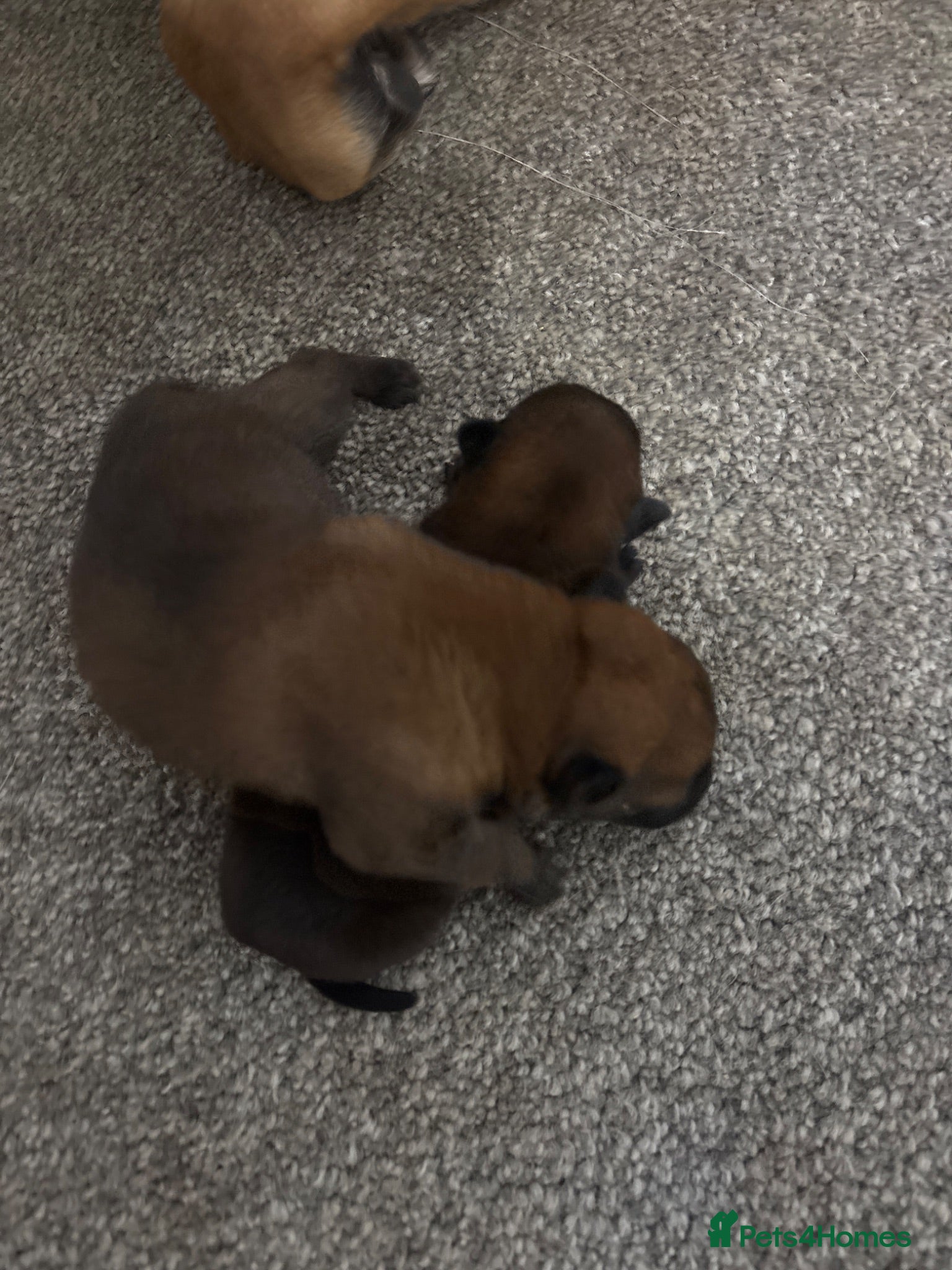 Belgian Shepherd Dog dogs Gorgeous puppies for sale! - Advert 3
