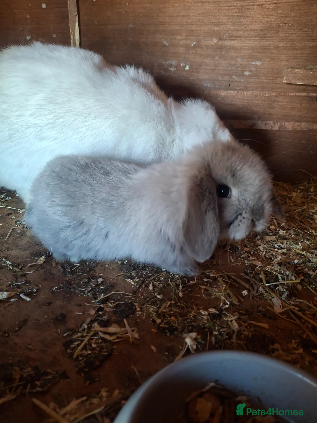 Mini Lop rabbits for sale: Stunning lop eared updated 14/04 - Advert 5
