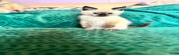Ragdoll cats for sale: Ragdoll cross kittens  - Advert 36