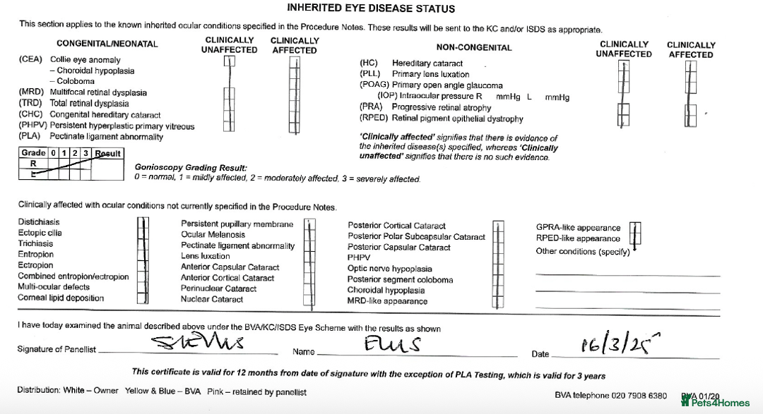 West Highland Terrier dogs for sale: KC West Highland Terriers 🧬 Health Tested Parents - Advert 10