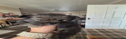 Pomchi dogs for sale: pomchi puppies for sale - Advert 4
