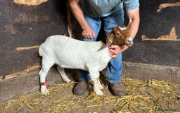 Goats livestock for sale: Nanny Boer goats for sale  - Image 2