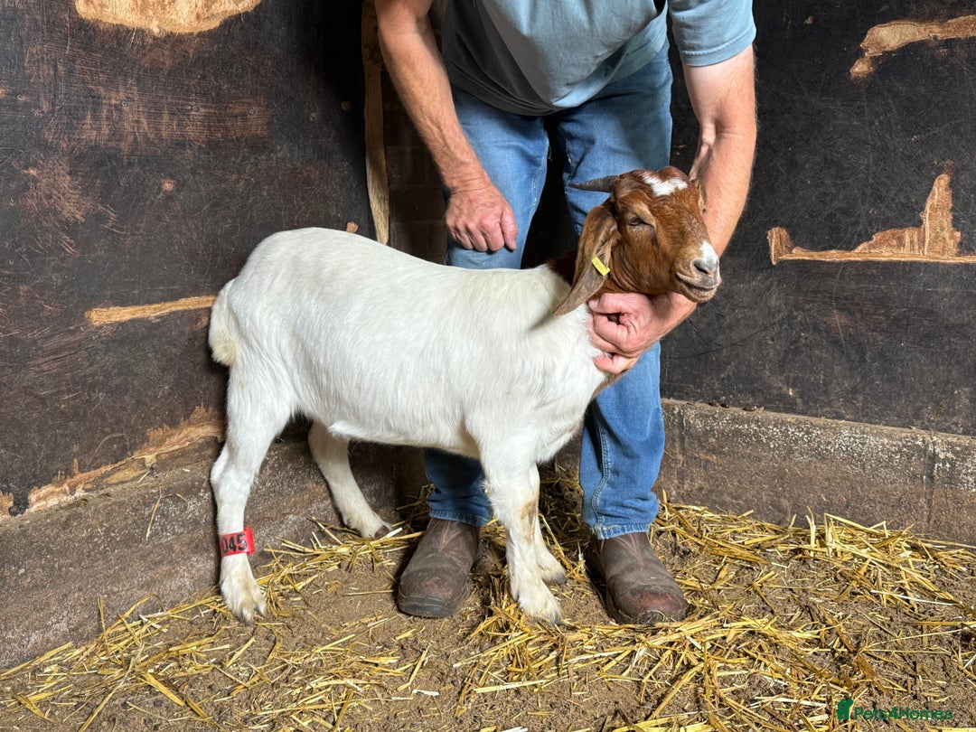 Goats livestock for sale: Nanny Boer goats for sale  - Image 2