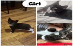 Mixed Breed cats for sale: Beautiful 6 mixed-breed kittens!  - Image 3