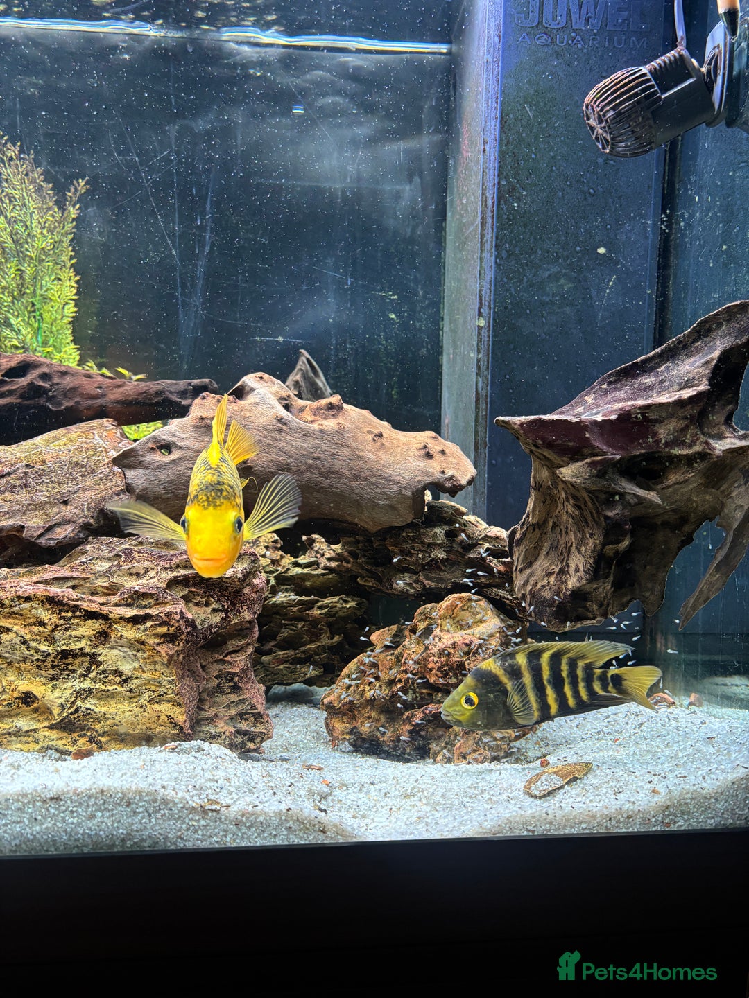 Cichlids fish for sale: Breeding Pair of Large Cichlids - Proven & Active - Advert 5