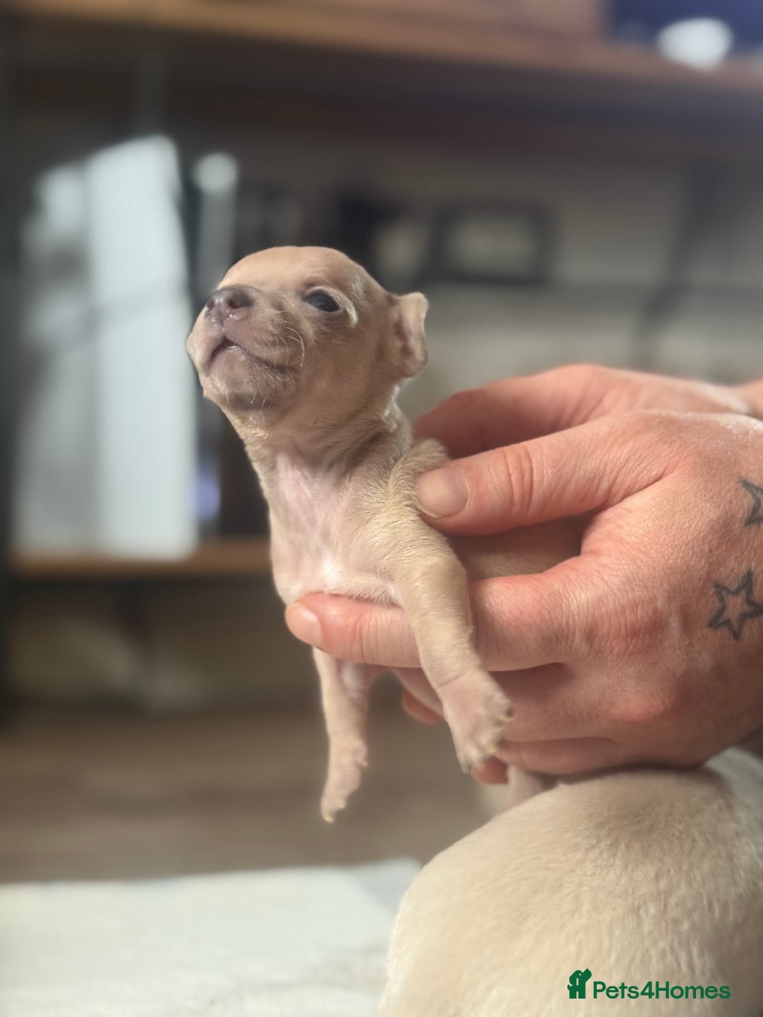 Chihuahua dogs for sale: Beautiful Chihuahua Boys - Image 14