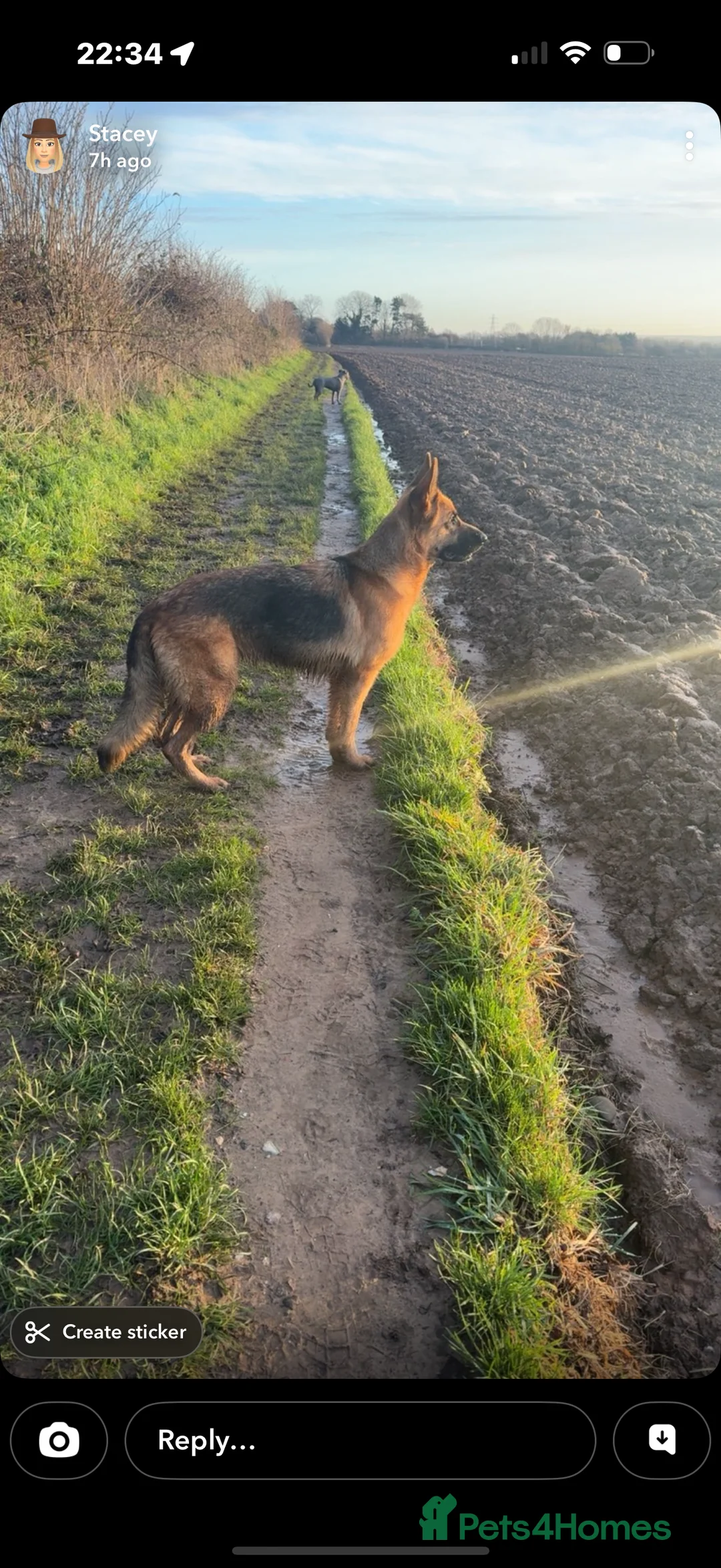 German Shepherd dogs for sale: Beautiful German Shepherd girl - Advert 3