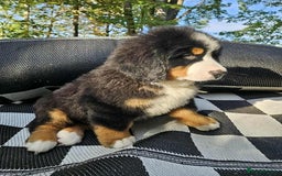 Bernese Mountain Dog dogs for sale: Bernese Mountain Dog - Advert 4