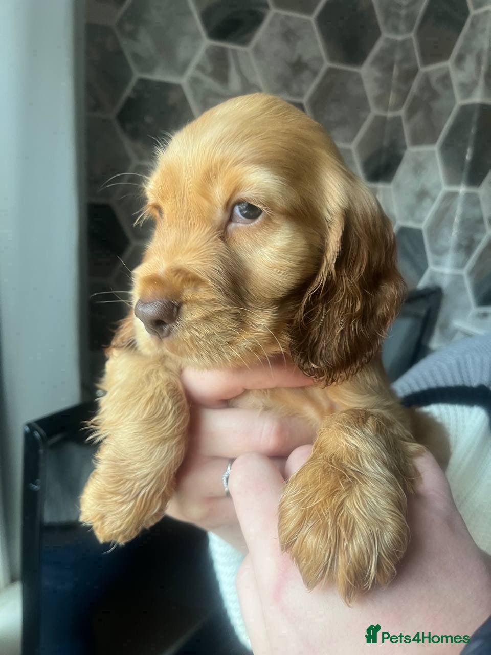 Cocker Spaniel dogs Gorgeous golden cocker spaniel puppies ready now✨️ - Advert 16
