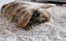 Mini Lop rabbits for sale: 2 mini lop baby rabbits 1 girl 1 boy  - Image 5