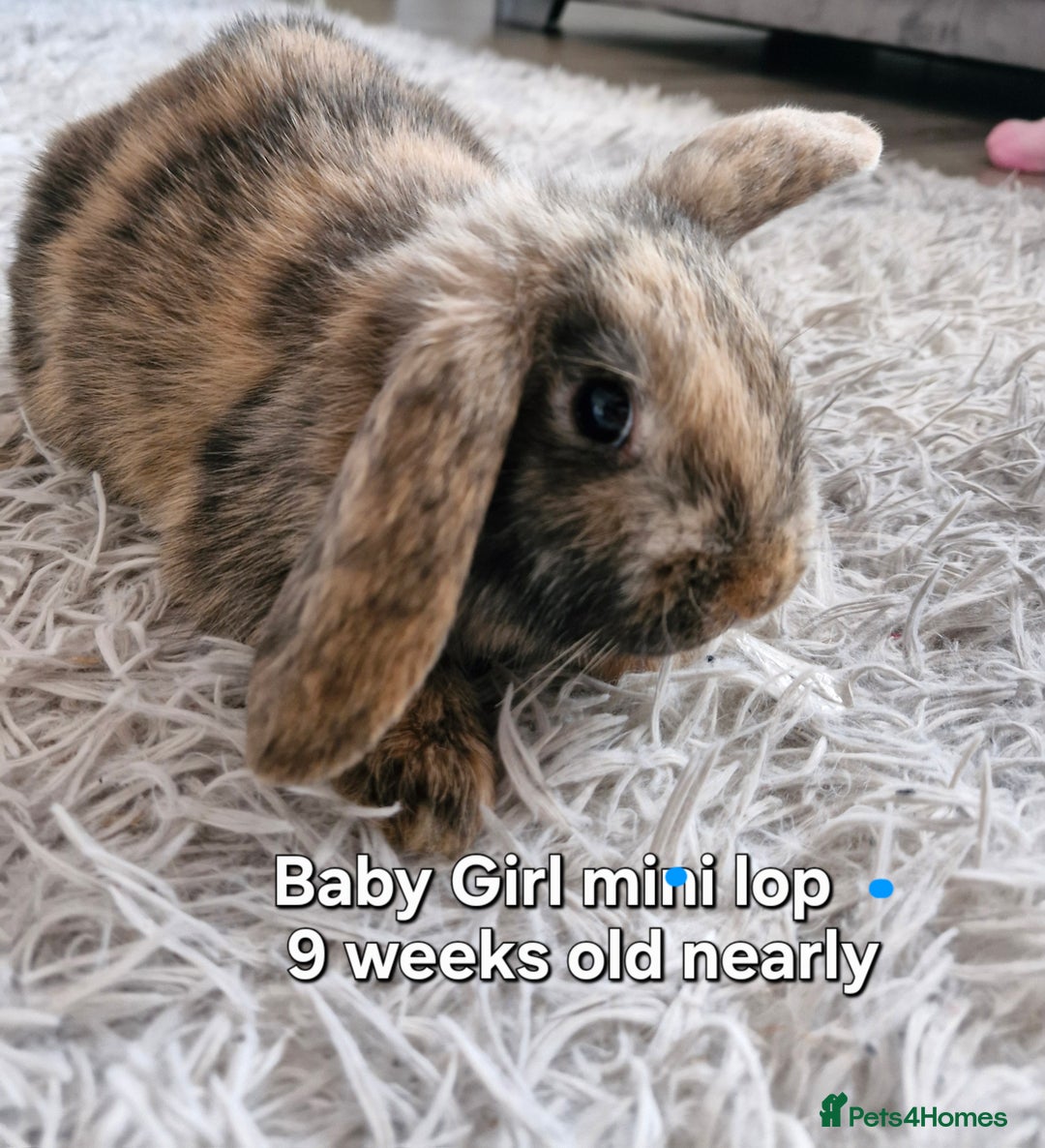 Mini Lop rabbits for sale: 2 mini lop baby rabbits 1 girl 1 boy  - Image 5