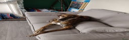 Greyhound dogs for sale: Beautiful Greyhound ready for new chapter - Advert 14